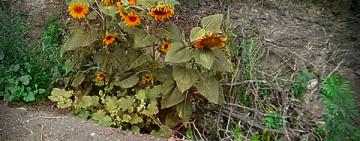 Кризис средних лет.